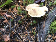 Jahnoporus