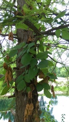 Toxicodendron radicans