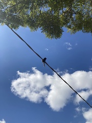 Callithrix penicillata