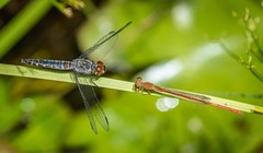 Ceriagrion aeruginosum