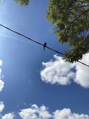 Callithrix penicillata