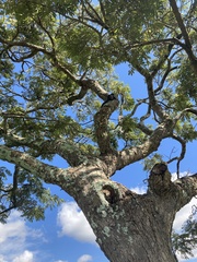 Callithrix penicillata