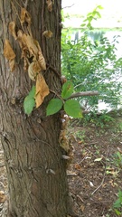 Toxicodendron radicans