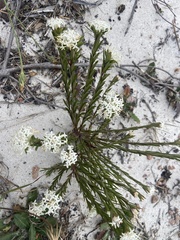 Pimelea linifolia