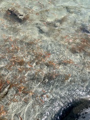 Potamogeton cheesemanii