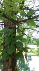 Toxicodendron radicans