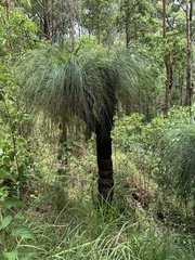 Xanthorrhoea glauca