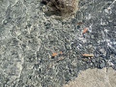 Potamogeton cheesemanii