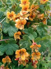 Tropaeolum ciliatum