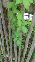 Parthenocissus quinquefolia