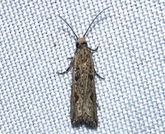 Bactra