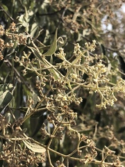 Buddleja parviflora
