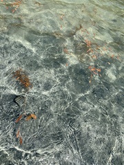 Potamogeton cheesemanii