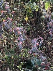 Echeveria gibbiflora