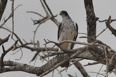 Aquila spilogaster