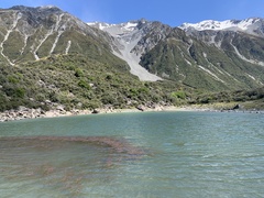 Potamogeton cheesemanii