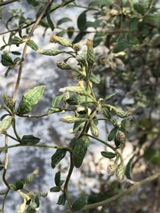 Baccharis sordescens