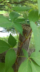Parthenocissus quinquefolia