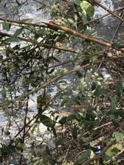 Baccharis sordescens