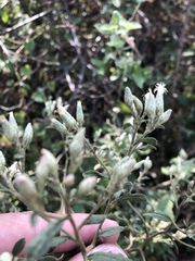 Baccharis sordescens