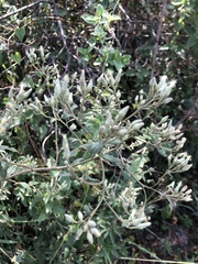 Baccharis sordescens