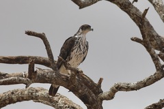 Aquila spilogaster