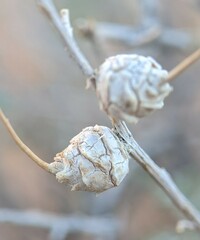 Procecidochares kristineae