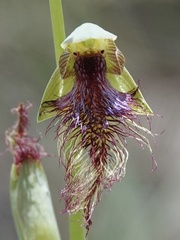Calochilus therophilus