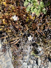 Stellaria gracilenta