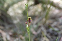 Calochilus therophilus