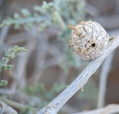 Procecidochares kristineae