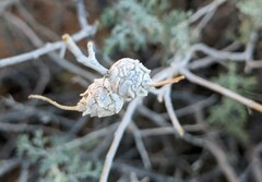 Procecidochares kristineae