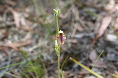 Calochilus therophilus