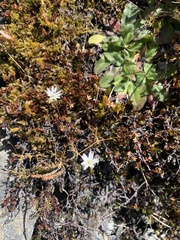 Stellaria gracilenta