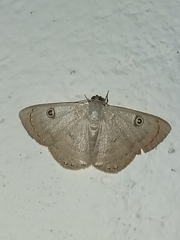 Argyrotome cyclopea