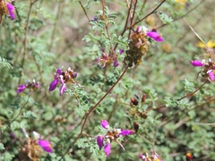Dalea bicolor