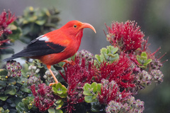 Drepanis coccinea
