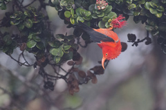 Drepanis coccinea