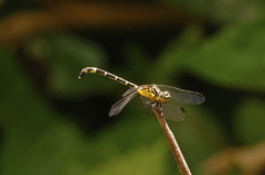 Austrogomphus amphiclitus