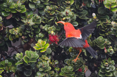 Drepanis coccinea