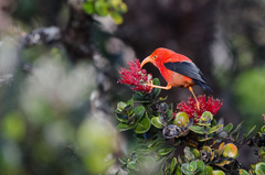 Drepanis coccinea