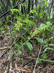 Cephalantheropsis obcordata