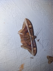 Hemeroblemma opigena