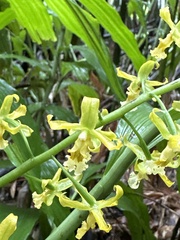 Cephalantheropsis obcordata