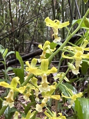 Cephalantheropsis obcordata