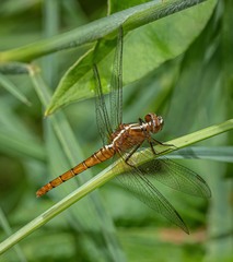 Rhodothemis lieftincki