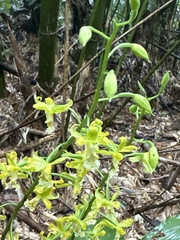 Cephalantheropsis obcordata