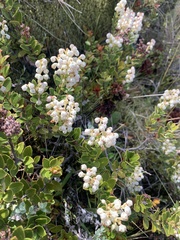 Gaultheria crassa