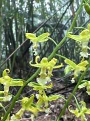Cephalantheropsis obcordata