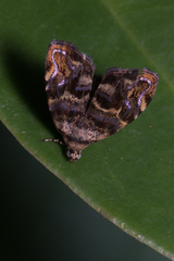 Choreutis metallica